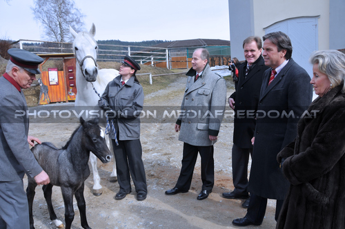 Die Fohlenpr�sentation 13