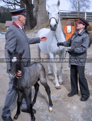 Die Fohlenpr�sentation 11: Johann Seitinger