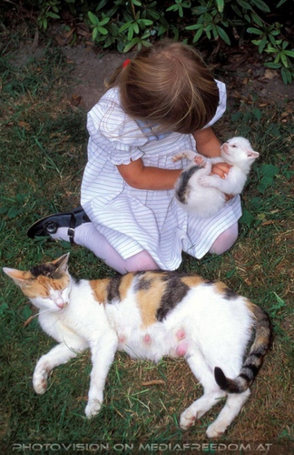 Kind mit Katzenbaby und Mama