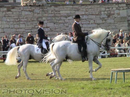 Lipizzaner Pr�sentation