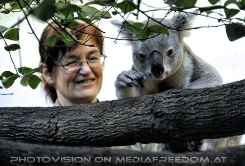 Koala F�tterung 1