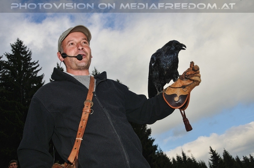 Kolkrabe auf der Faust