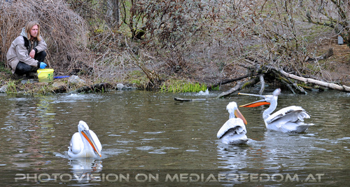 Krauskopfpelikan F�tterung 1