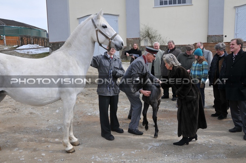Begr��ung des kleinsten Stars: Lipizzaner   ,Elisabeth G�rtler