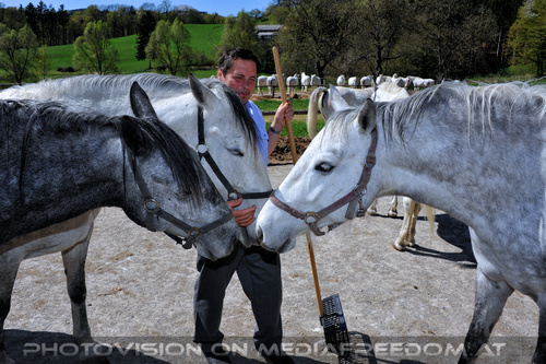 Lipizzaner Heimat 28