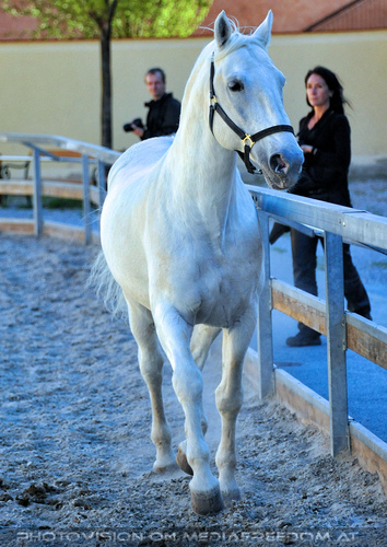 Lipizzaner Heimat 87
