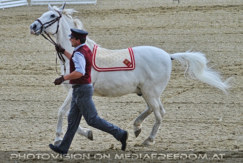 Die Pr�sentation 01: Lipizzaner