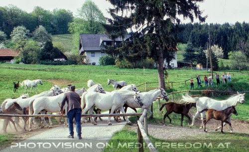 Auf der Weide 22: Lipizzaner