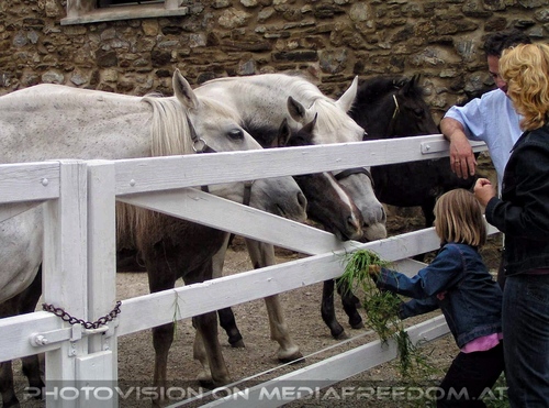 Lipizzanergest�t 18