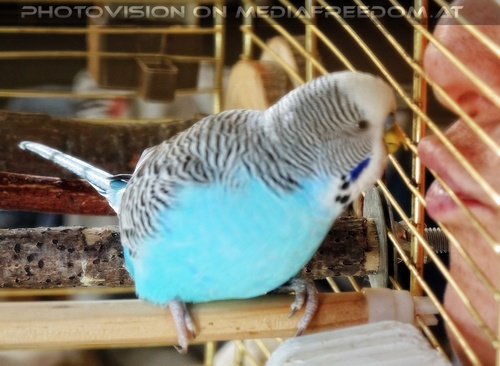 Every little kiss...: Lucky,Gabriele P.