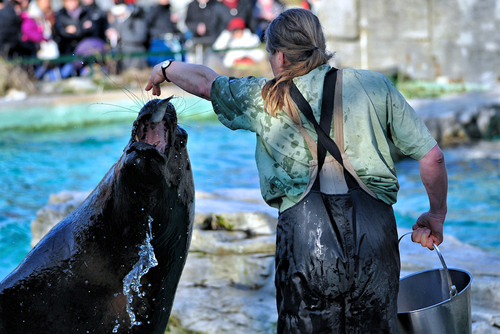 M�hnenrobben F�tterung 05