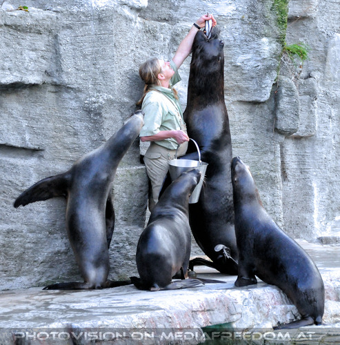 M�hnenrobben F�tterung 06