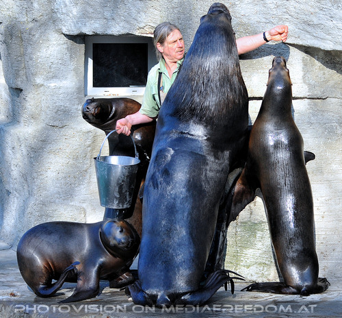 M�hnenrobben F�tterung 08