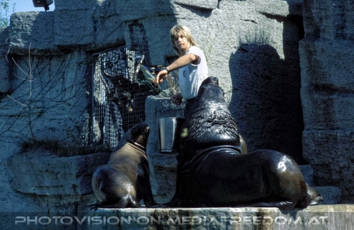 M�hnenrobben F�tterung 1