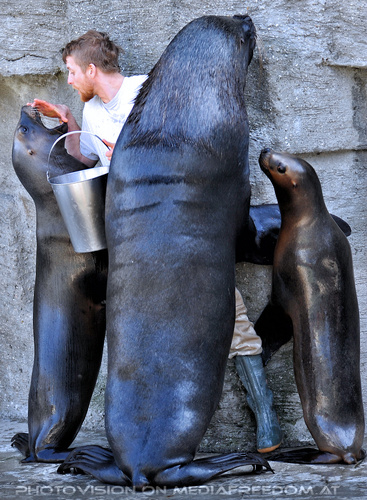 M�hnenrobben F�tterung 10