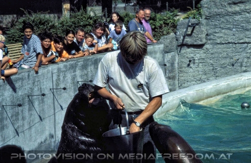 M�hnenrobben F�tterung 2