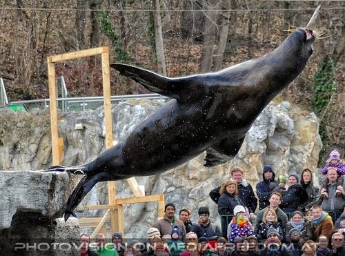 M�hnenrobben F�tterung 4