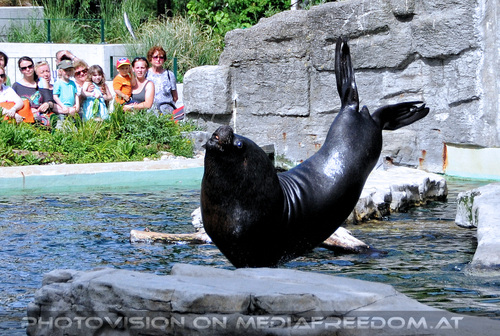 M�hnenrobben F�tterung 9