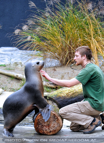 M�hnenrobben Training 02