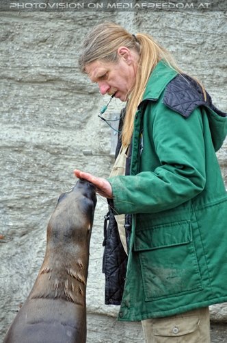 M�hnenrobben Vertrauen
