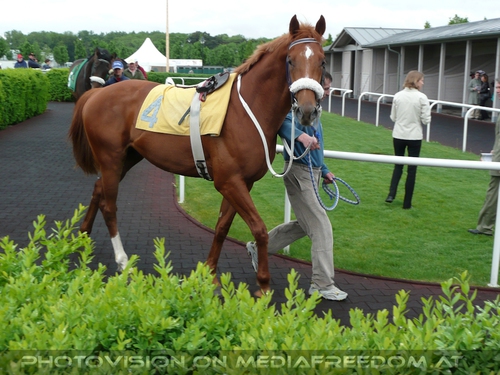 Reitpferd Pr�sentation