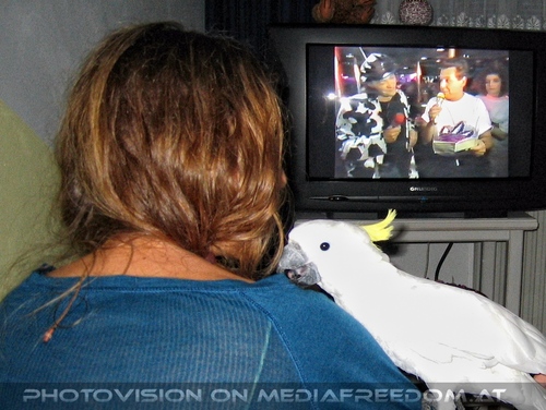 Blue-eyed lullaby 07: Manuela M.,Elvis der Kakadu