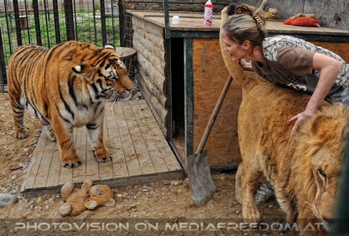 Mit L�wen und Tiger 03