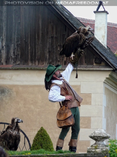 Greifvogelvorf�hrung 05