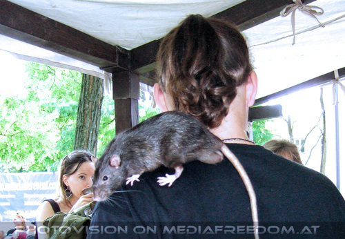 Ottokar und Rudolf 31