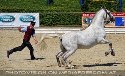 Die Lipizzaner Heimat