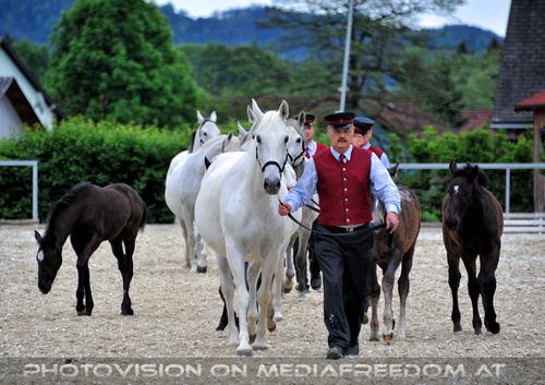 Mutterstutenherde 01