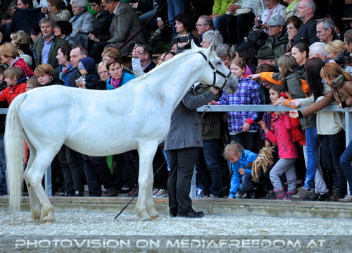 Mutterstutenherde 14