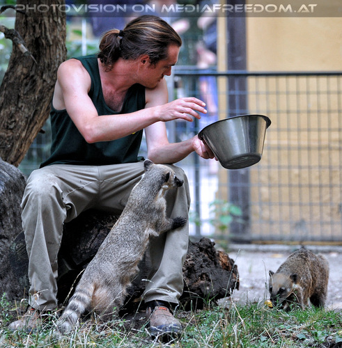 Nasenb�r F�tterung 1