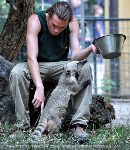 Nasenb�r F�tterung 2