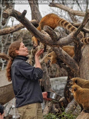 Nasenb�ren F�tterung 2