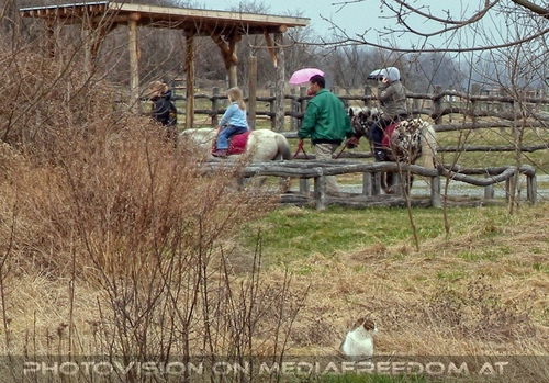 Pony reiten und Katze