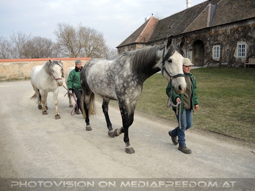 Zur�ck in den Stall