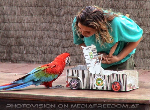Papageien Show 3