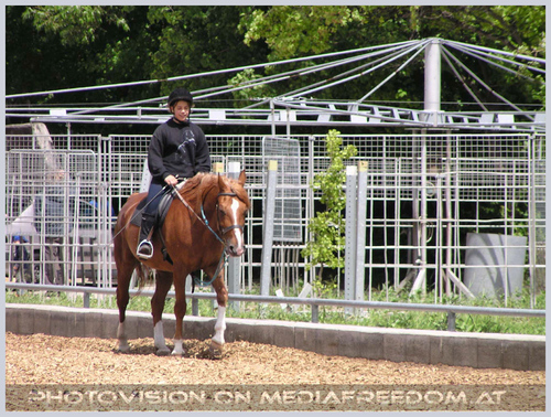 Reitschule: Pferd