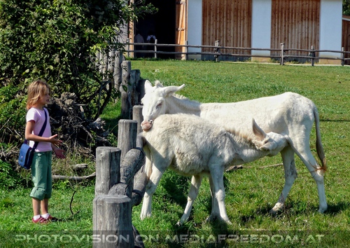 Am Hof 08 - Wei�e Esel