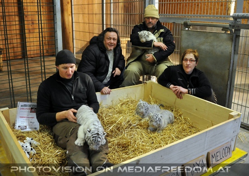 Die wei�en Tiger Vierlinge 51