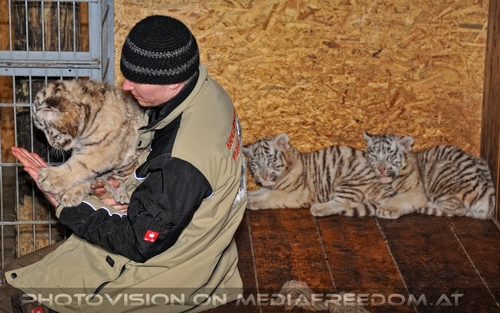 Die weissen Tiger Vierlinge 03