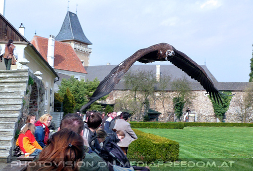 Renaissancefalknerei 13