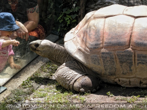 Riesenschildkr�te mit Kindern