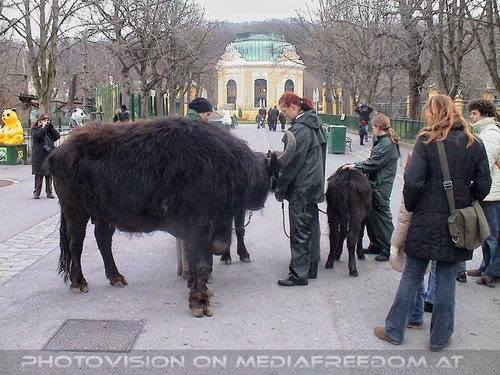 Rinder Spaziergang 2