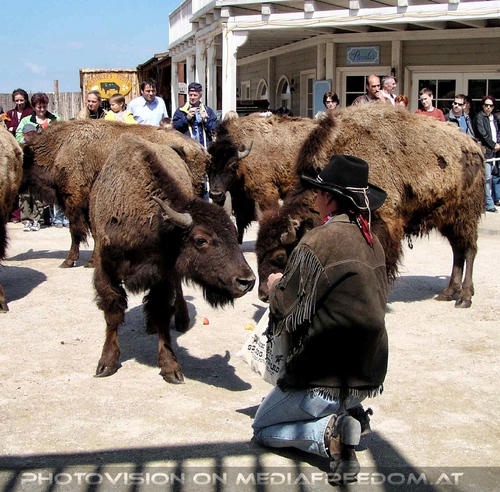 Rinderherde auf der Mainstreet