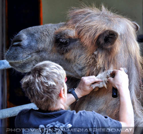 Kamele 2: Romana Goldhahn