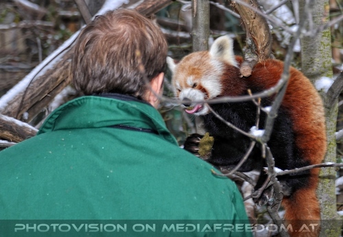 Rote Panda F�tterung 02
