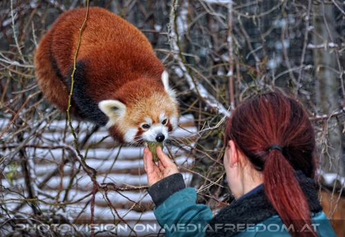 Rote Panda F�tterung 03