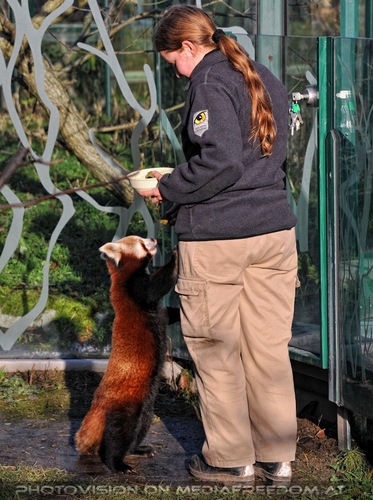 Rote Panda F�tterung 06